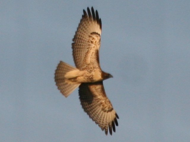 19_redtailed_hawk_closeup