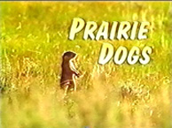 PrairieDog