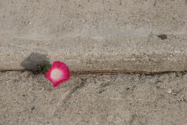 Morning glory in concrete