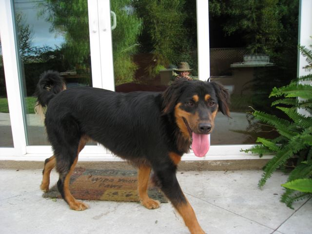 Dog to be named later