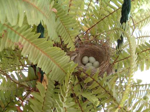 Dove eggs?