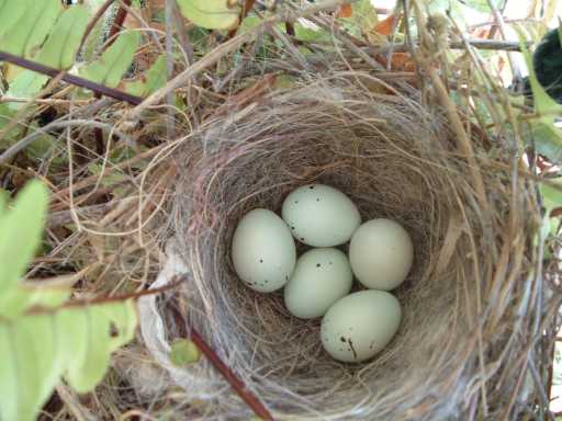 Closeup of finch/dove eggs